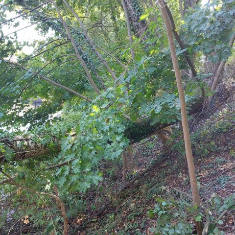 Technischer Hilfeleistungseinsatz